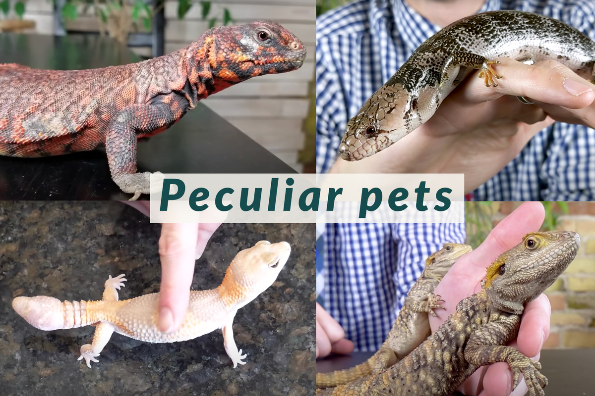 Peculiar pets – Tiger Times