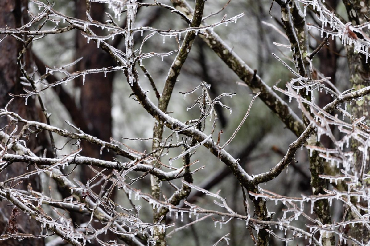 School across TISD were canceled on Jan. 9-10 due to inclement weather. Power outages posed a major issue for many.